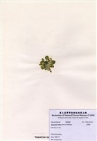 藏品(香蕉菜)的圖片